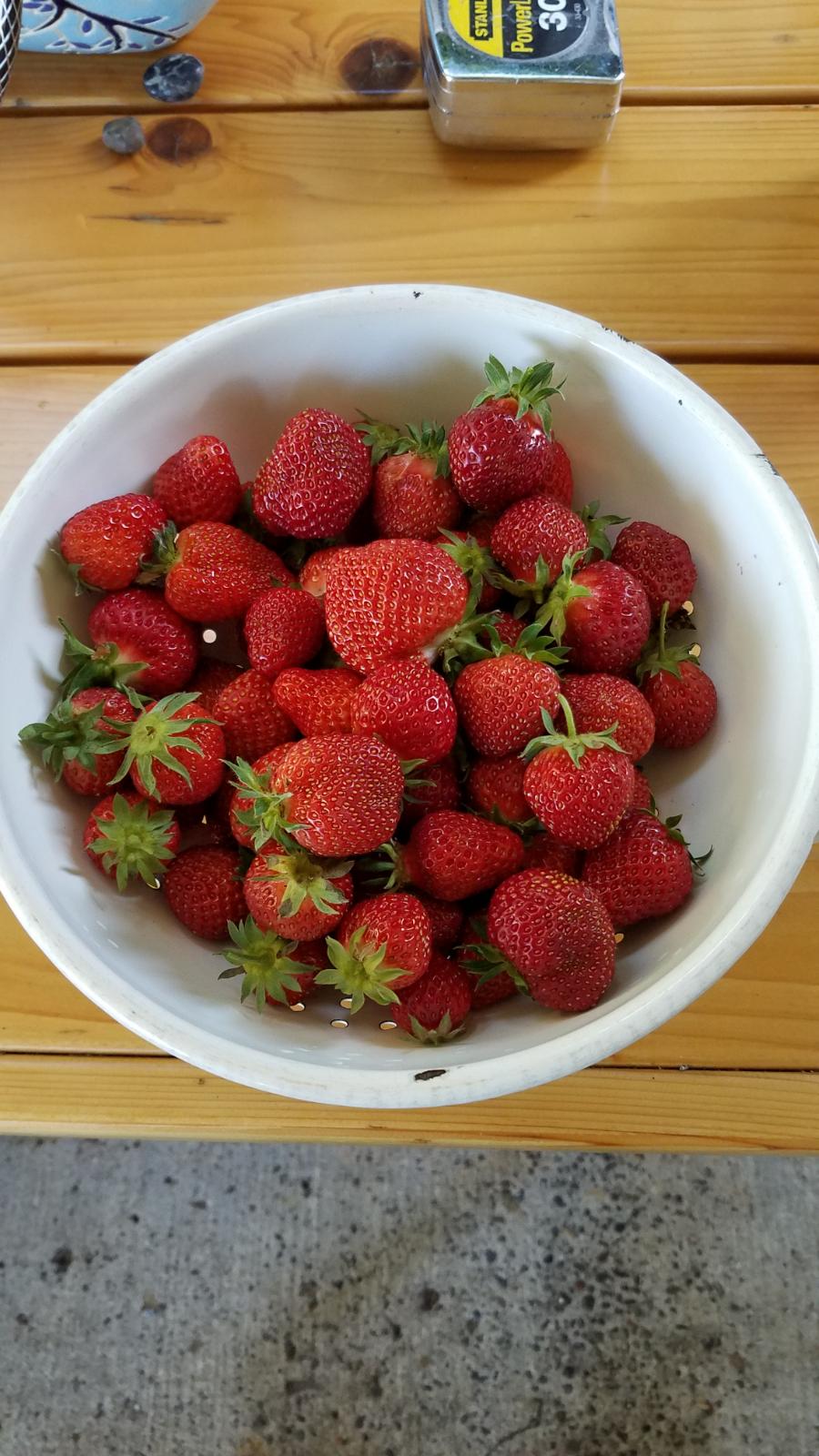 strawberries63.jpg