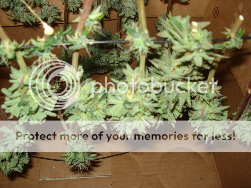chron038.jpg