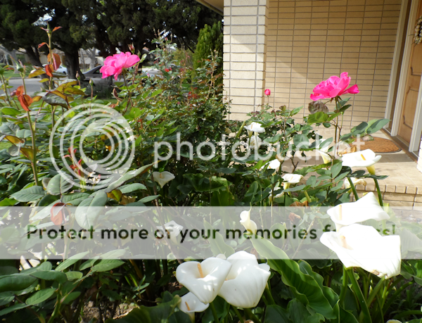 RoseGarden_zpseddaddc6.png