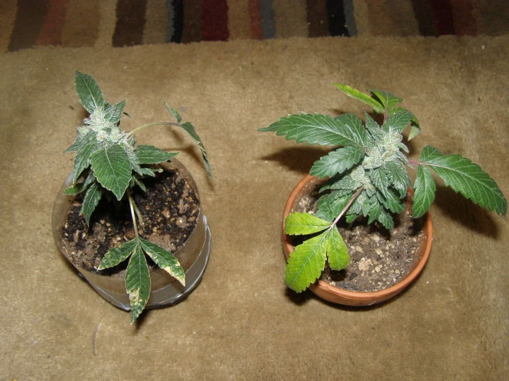 5-18-09002.jpg