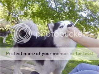 l_730685bcf10e2276c006c55b9f629a0e.jpg