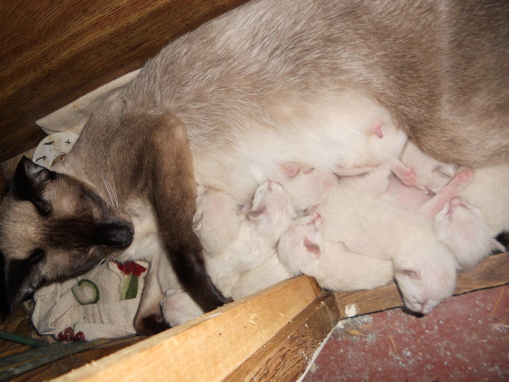 DSCN4533.jpg