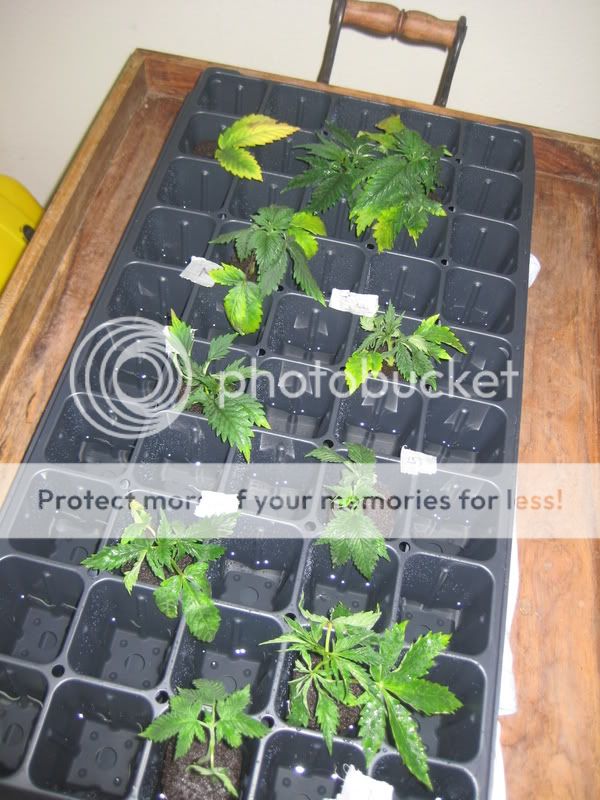 plants026.jpg