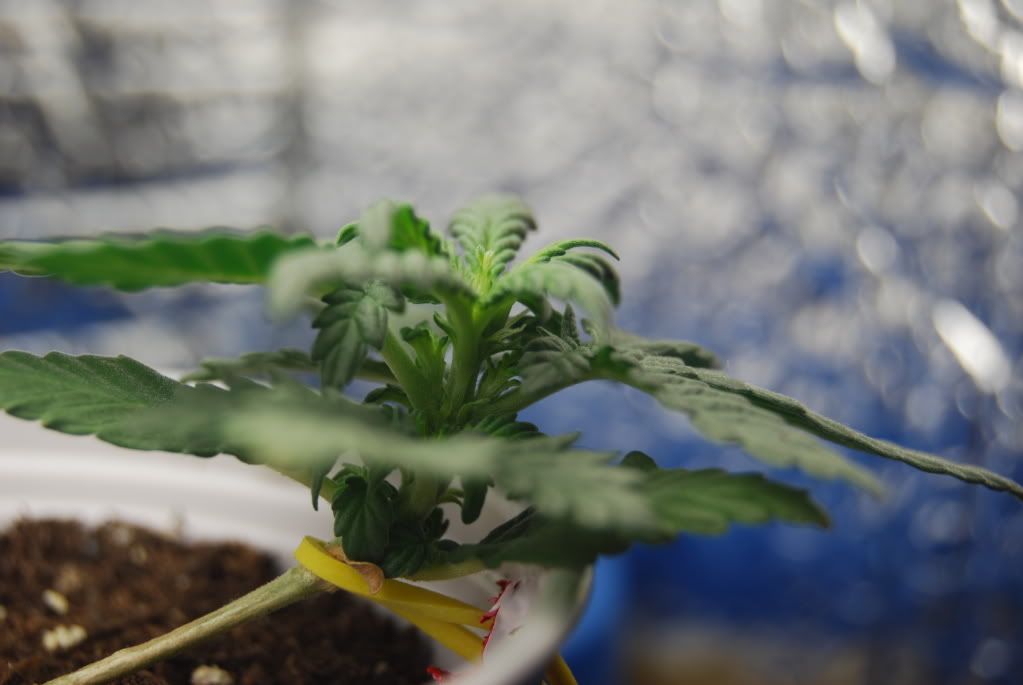 weed35002.jpg