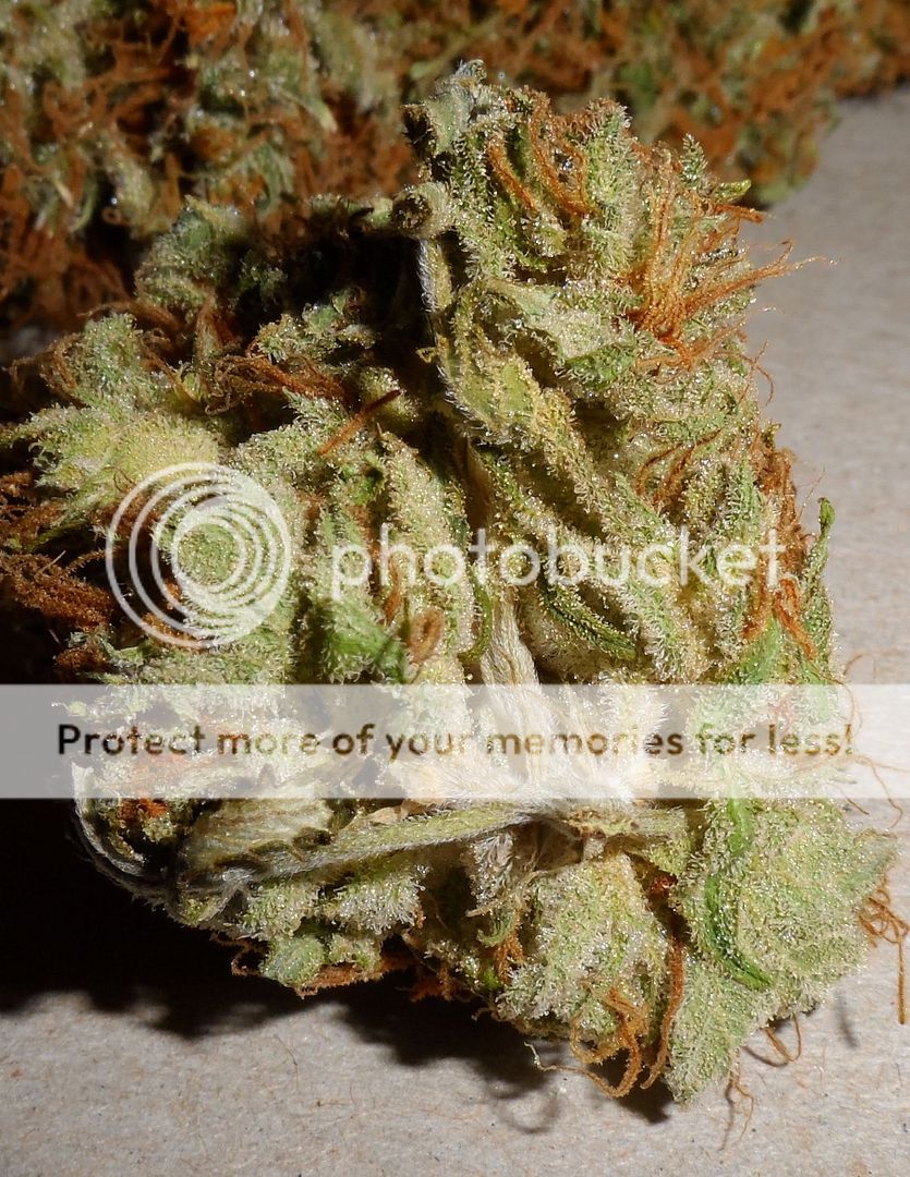 SAM_4208.jpg