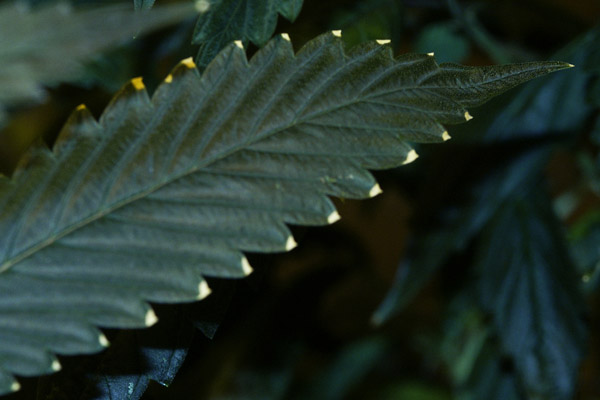 PICT0008.jpg