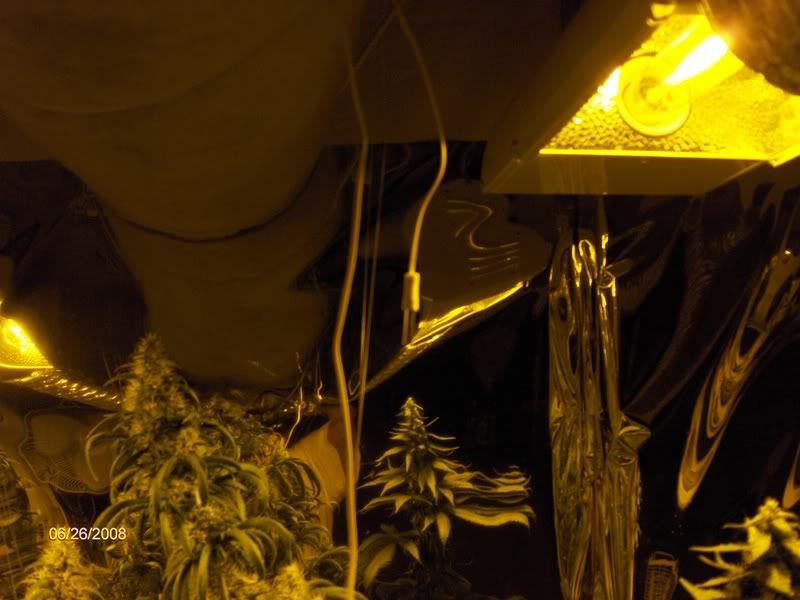 day35flower001.jpg