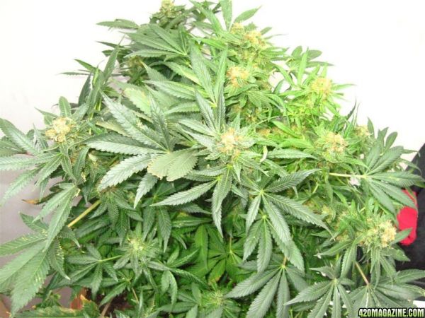 Blueberry1_Harvest_15_.jpg