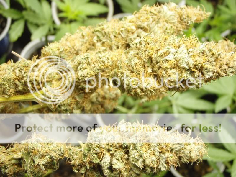bastardjackharvest3_800x600.jpg