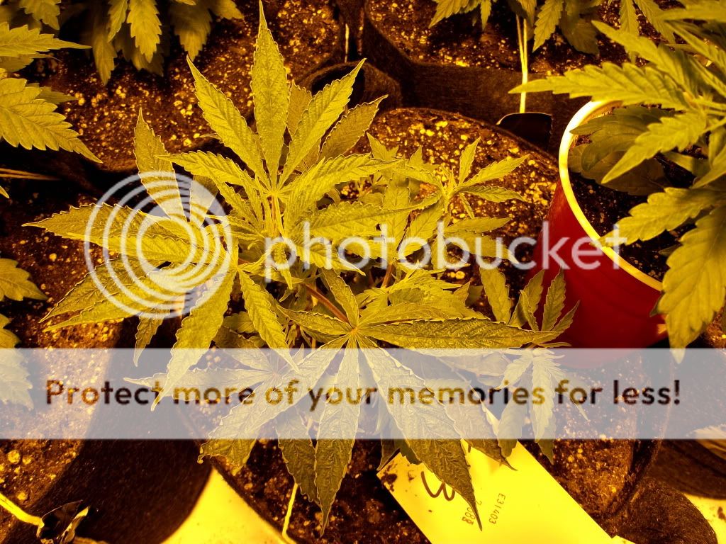 DSCF2408.jpg