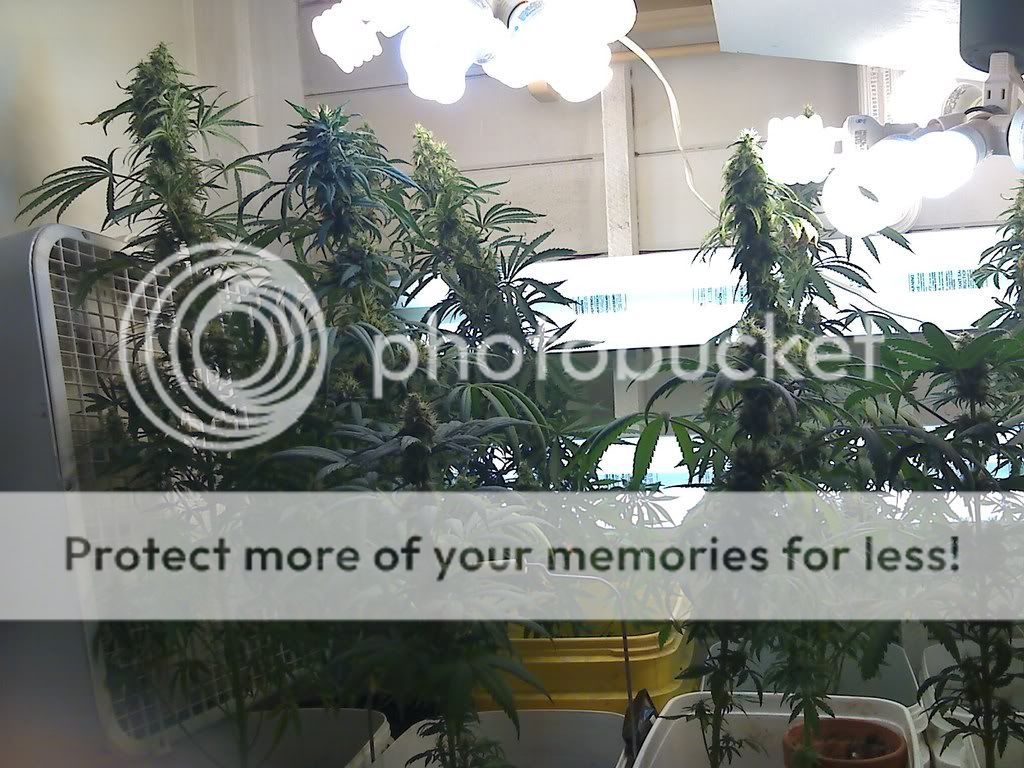 flower.jpg