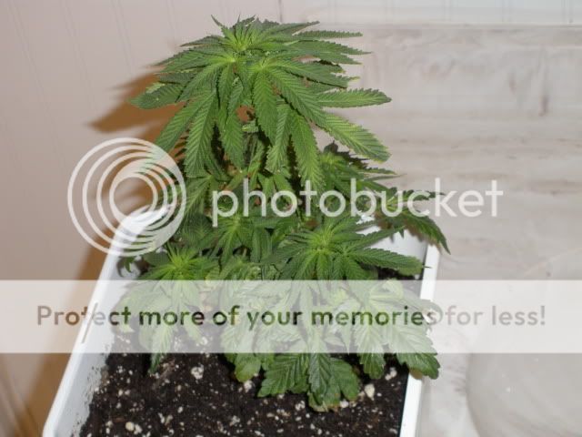DSCN0714.jpg