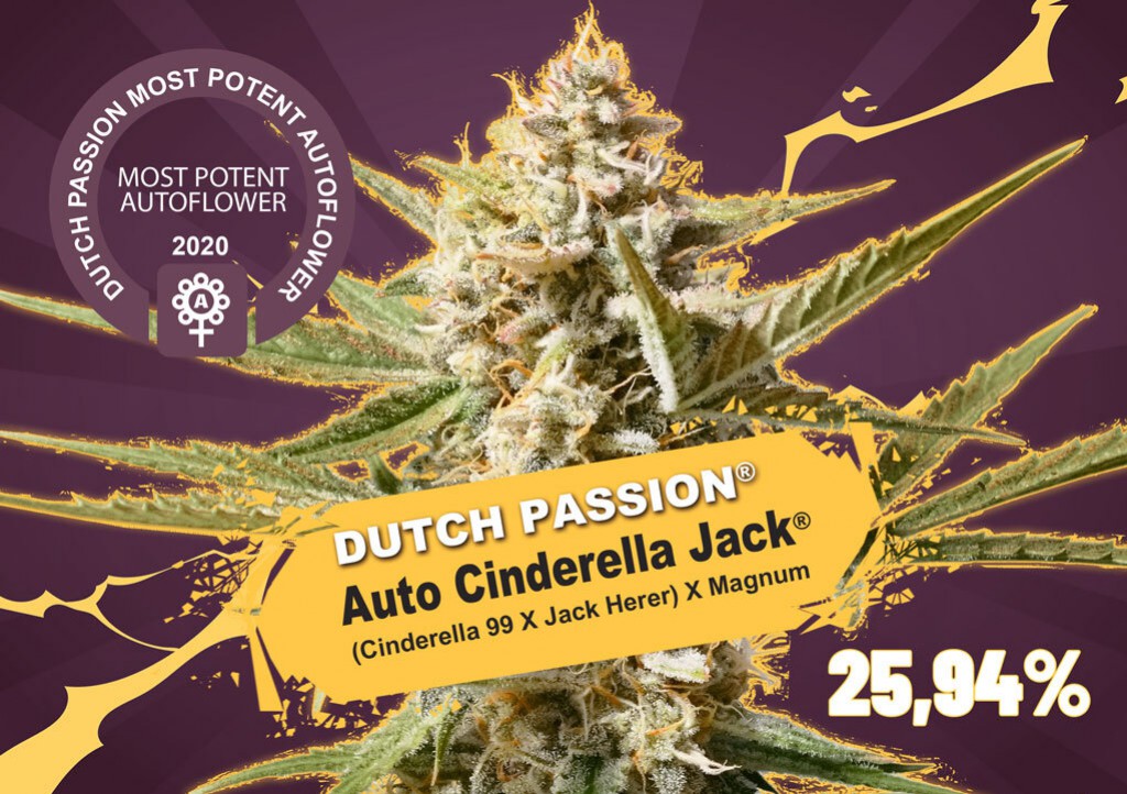 dutch-passion.com
