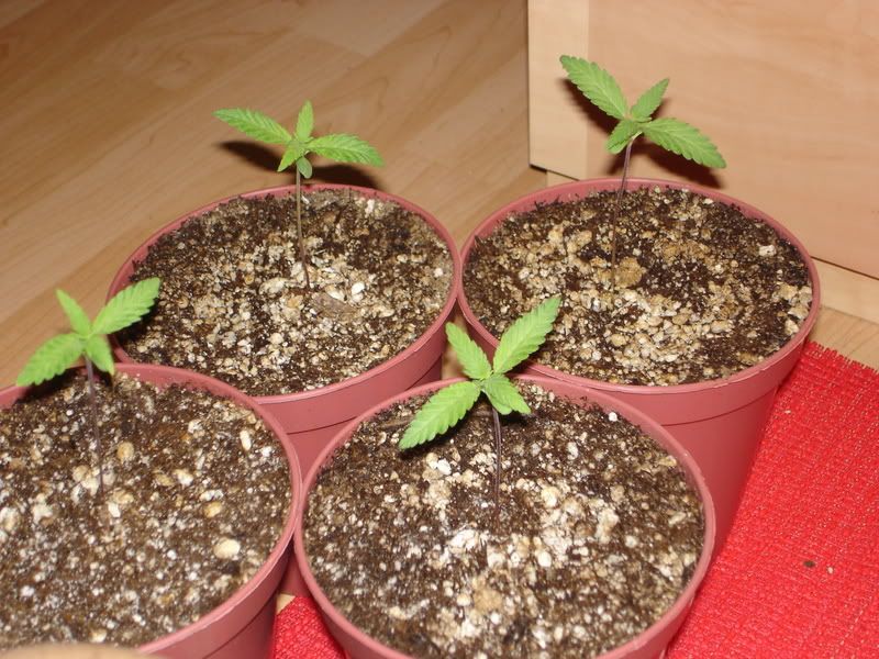 GrapeKush.jpg