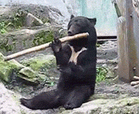 gifs_01.gif
