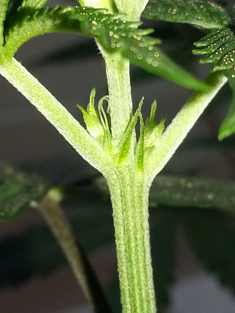 20140227_160928_zpsfba01f9a.jpg