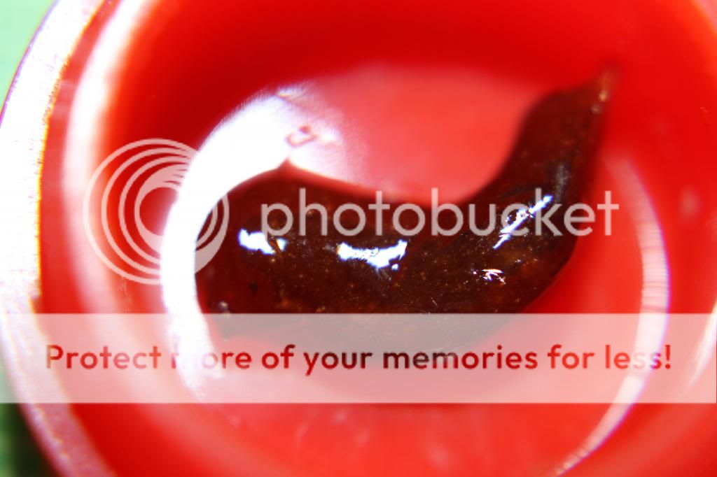 IMG_1076_zps07bc6e6a.jpg