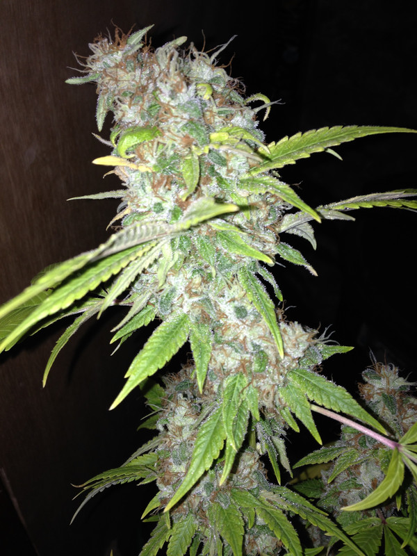 idk_20g._SIPS_bud_porn_2.jpg