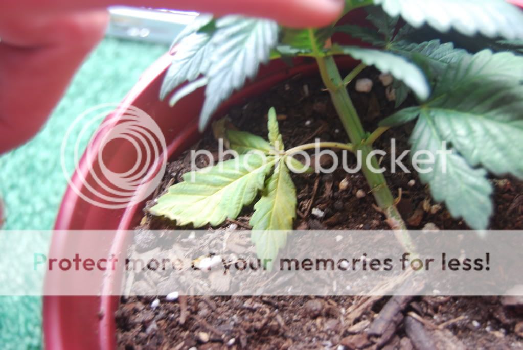 weed27003.jpg