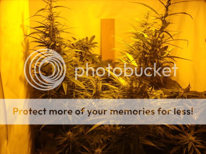 plants15002.jpg