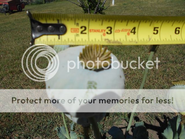 DSCN1291.jpg