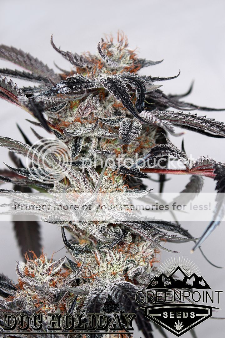 Doc%20Holiday%20Greenpoint%20Seeds_zpsgujs8eoo.jpg
