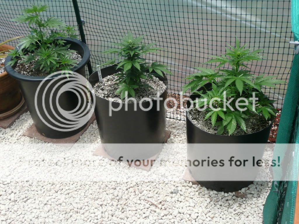 weed023-1.jpg