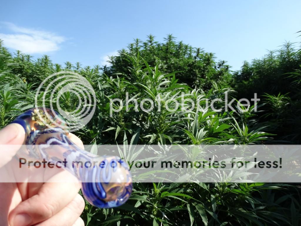 DSC07827_zps9c7bb1da.jpg
