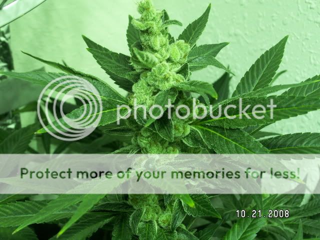 PICT0094.jpg
