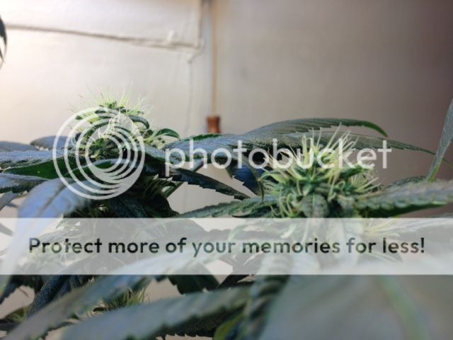 image_6_zps4ce2ca4f.jpeg