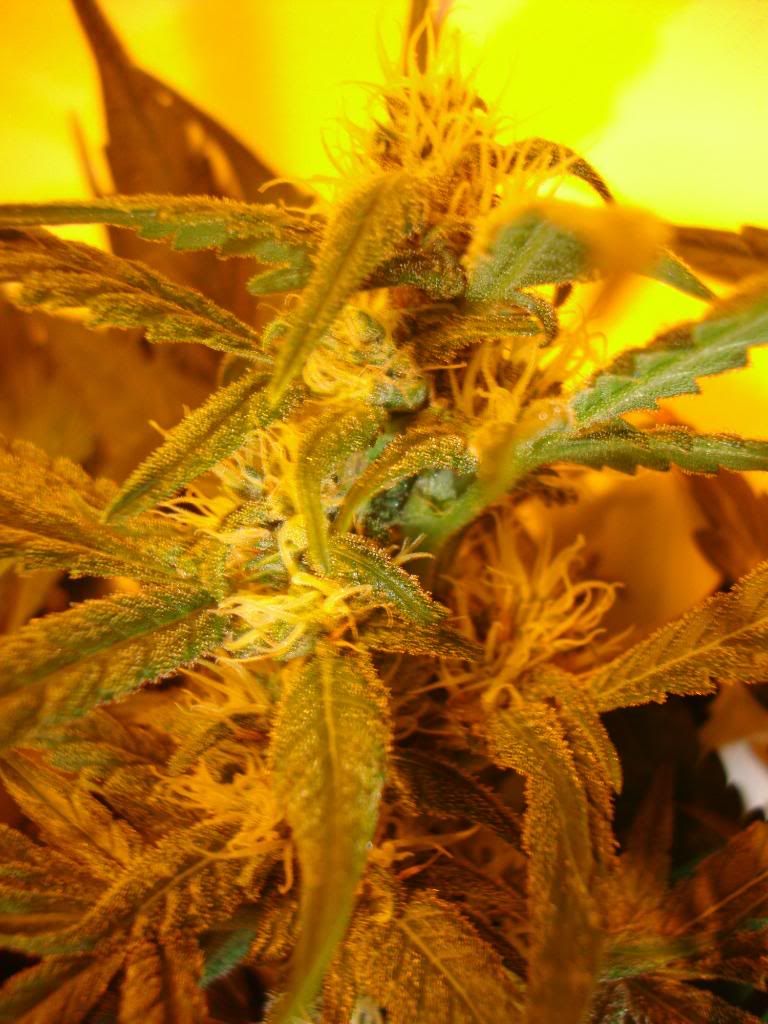 5weeks023.jpg