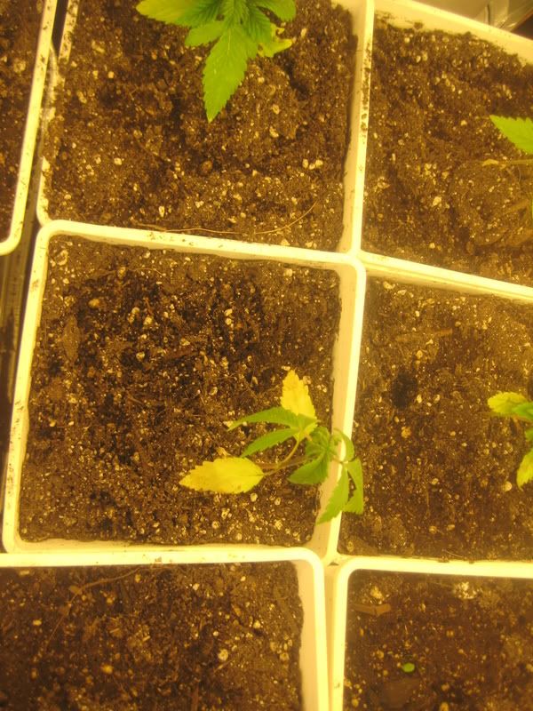 plants060.jpg