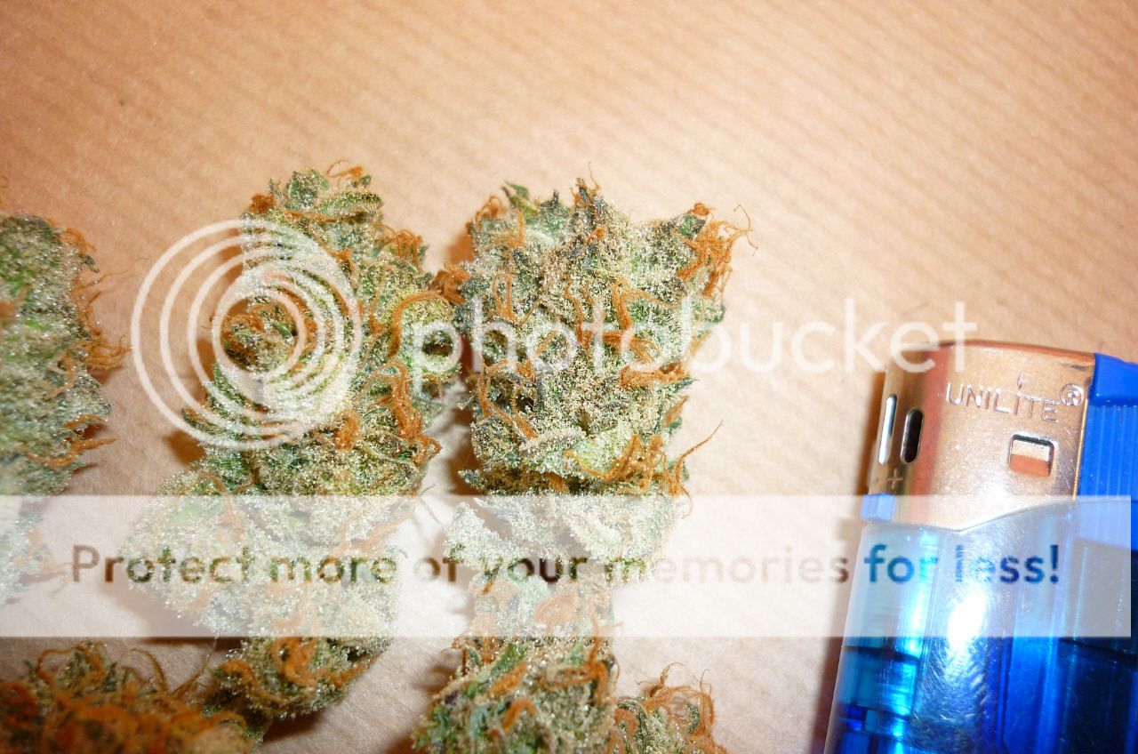 orangebud13.jpg