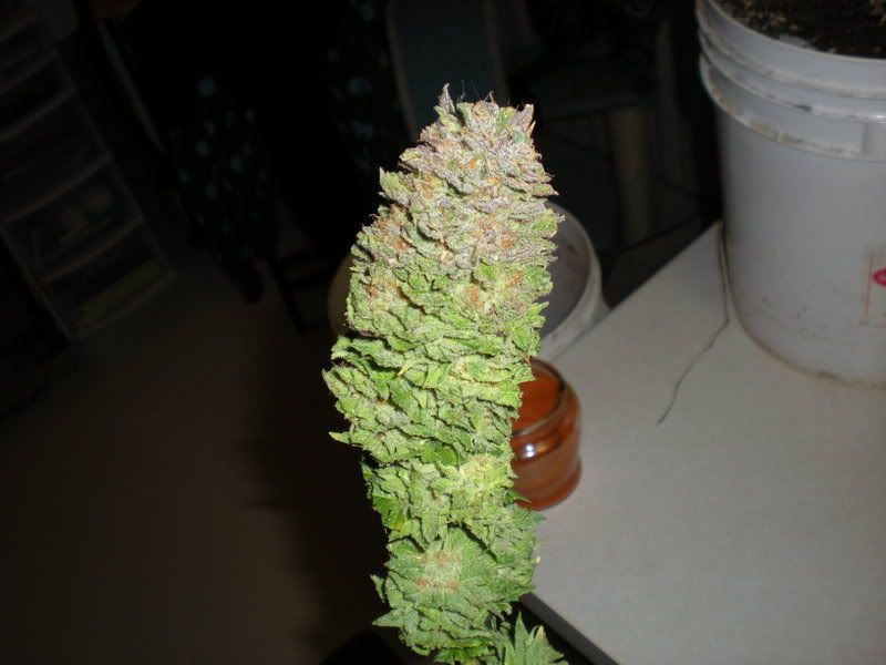 plants267.jpg