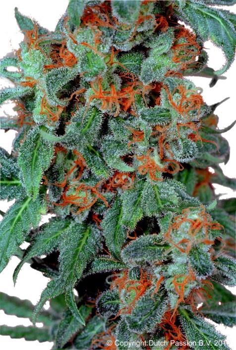 orange_bud_r__dutch_passion____20111220141828.jpg
