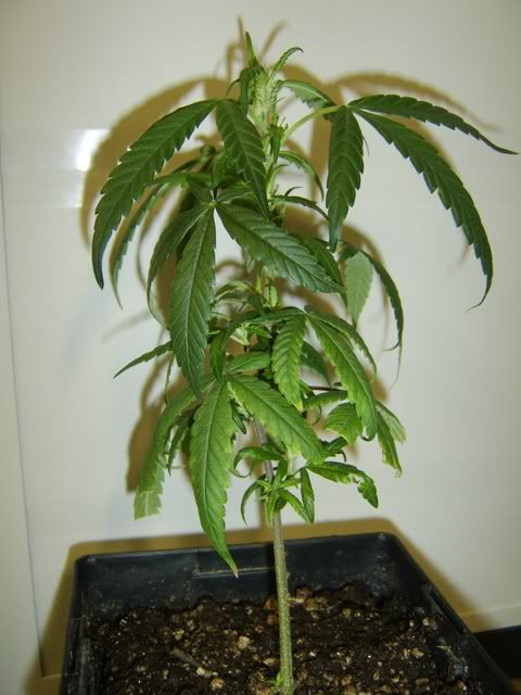plant1.jpg