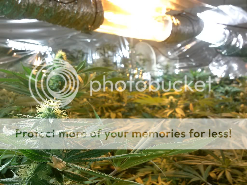 CAM00149_zps704dff05.jpg