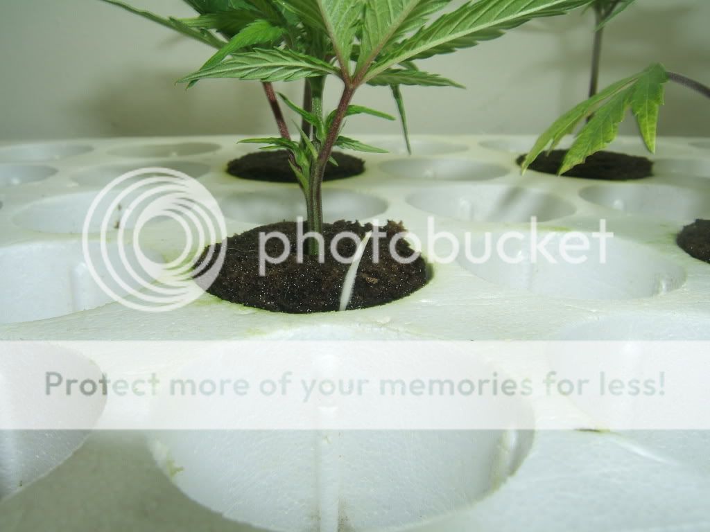 DSCF1997.jpg
