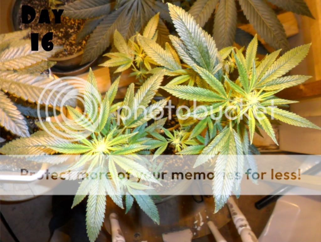SAM_4590.jpg