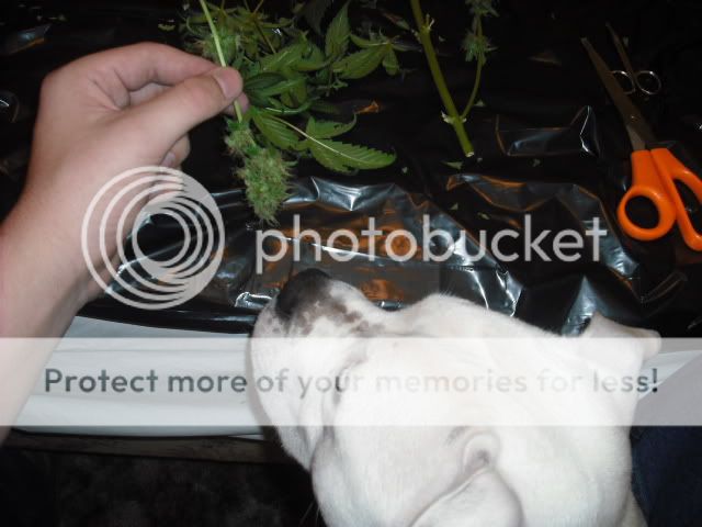 DSCF0301.jpg