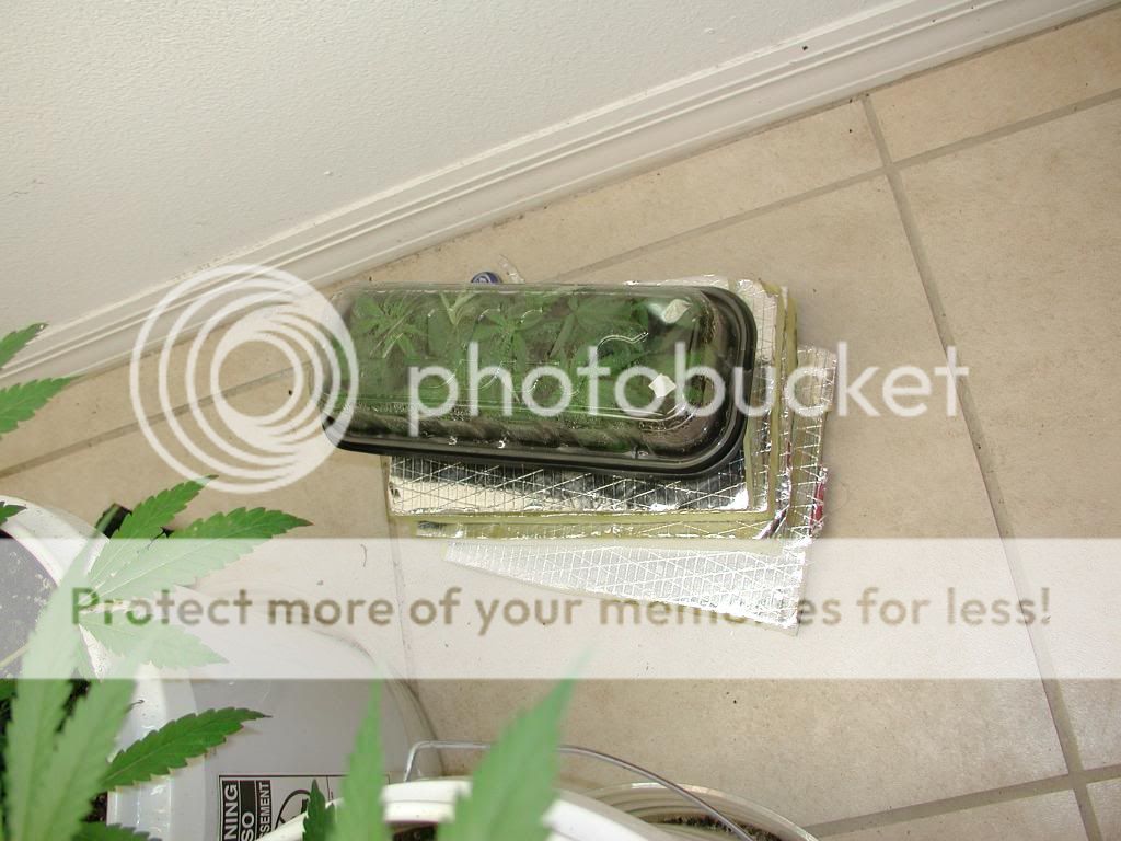 P1010027-1.jpg