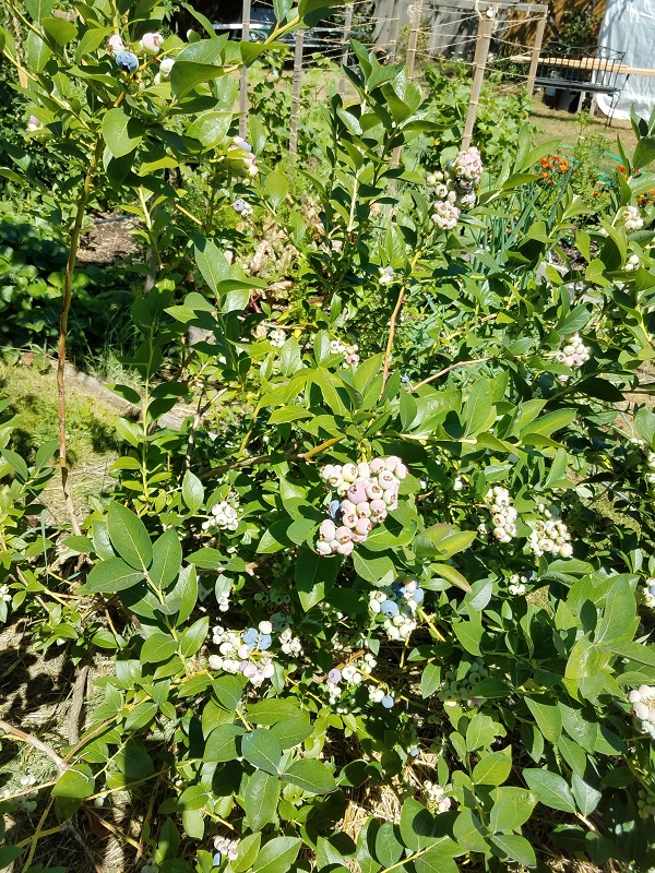 berriesbush1a.jpg