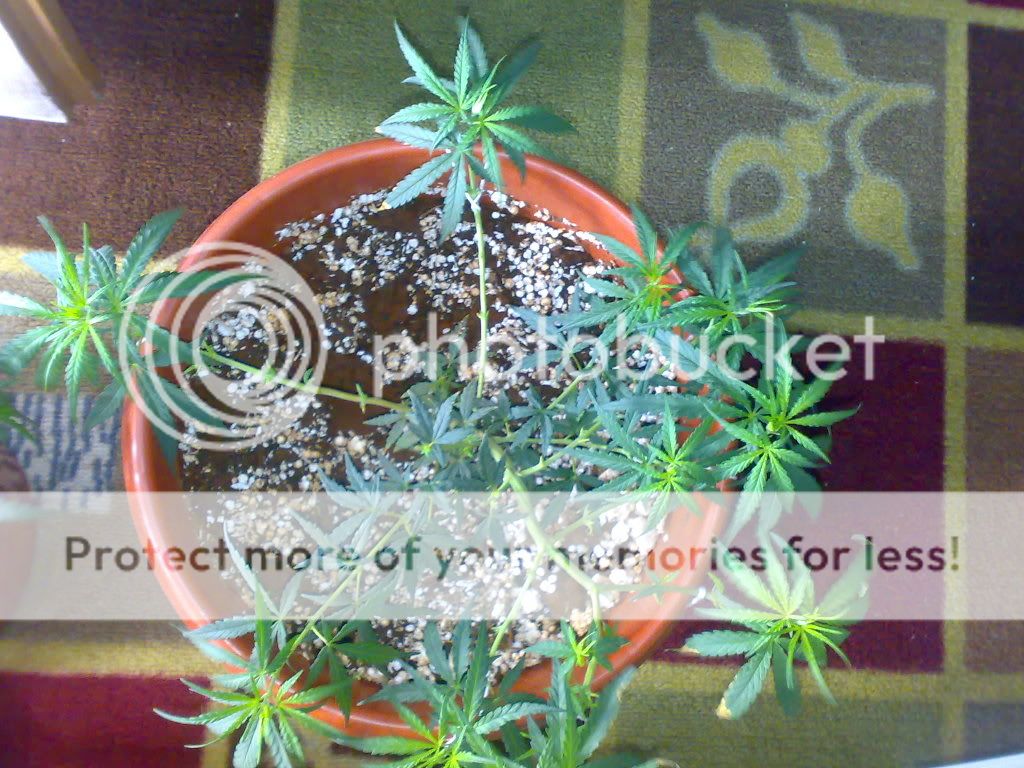 25012009469.jpg