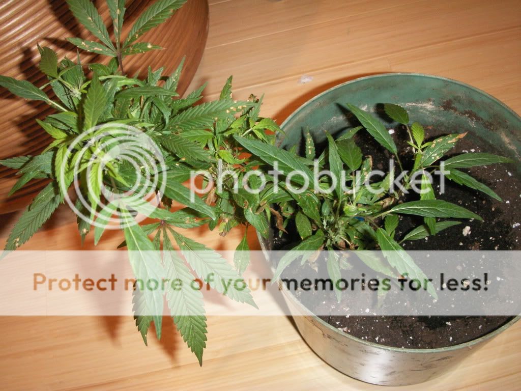 PICT0005.jpg