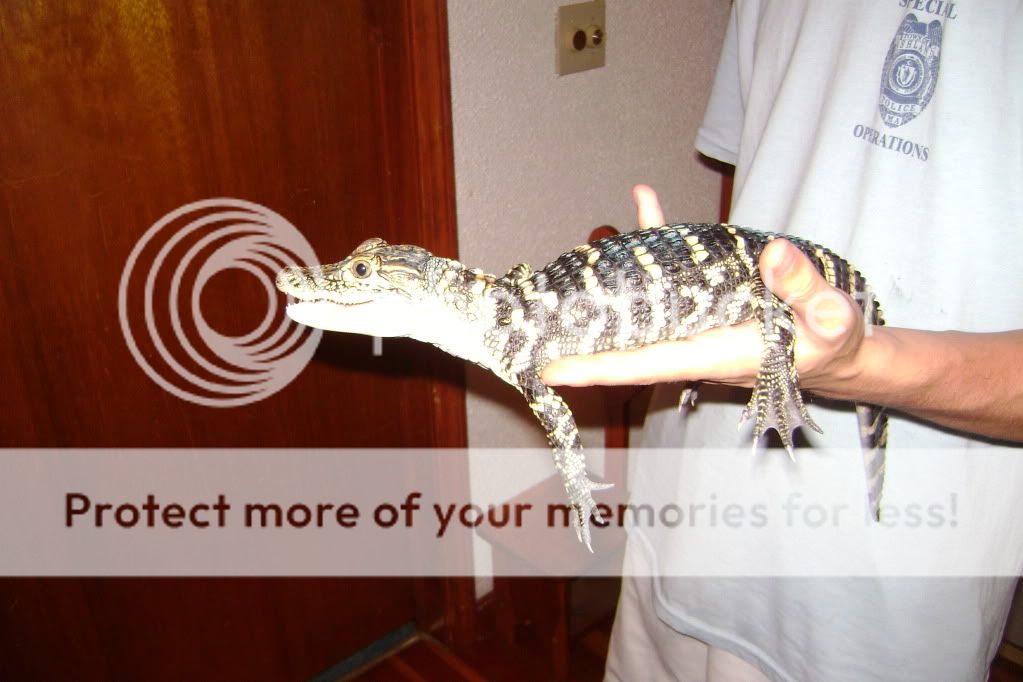 gator001.jpg