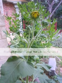 DSCN0781.jpg