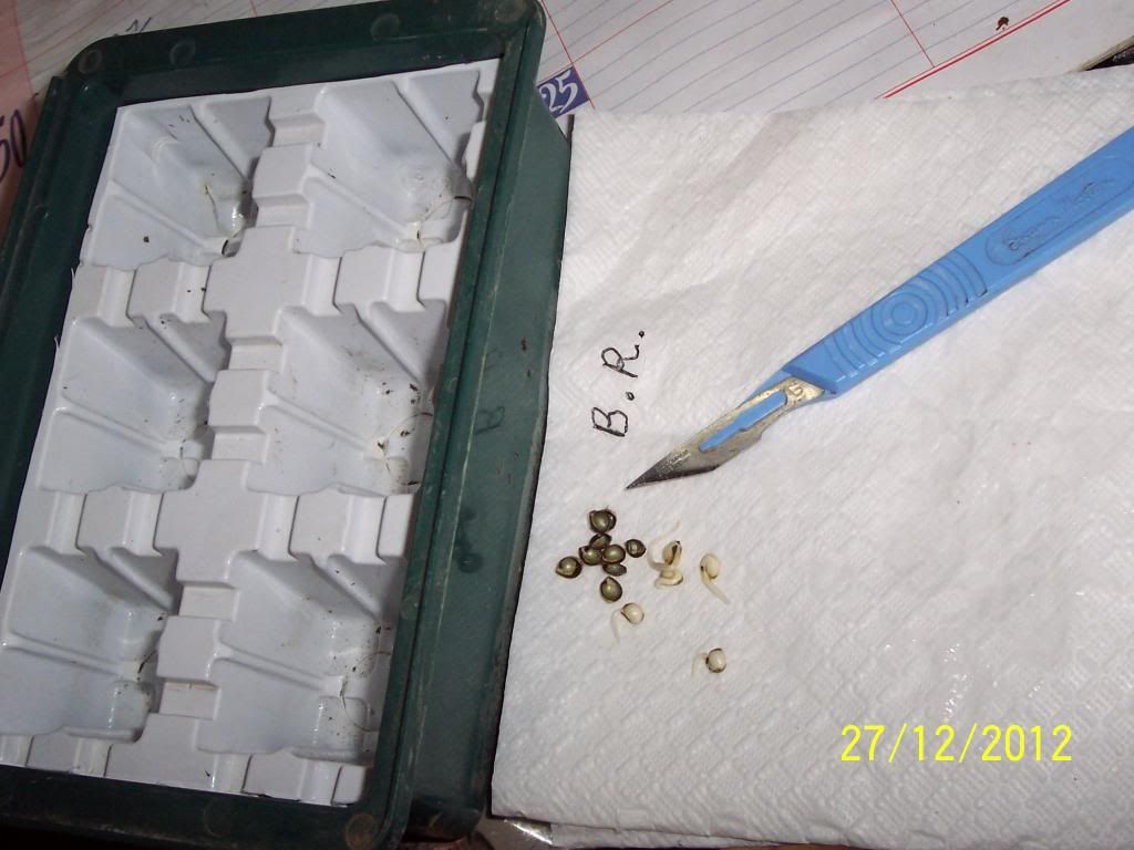 100_3121_zps15624e34.jpg