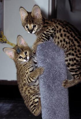 serval_042303.jpg