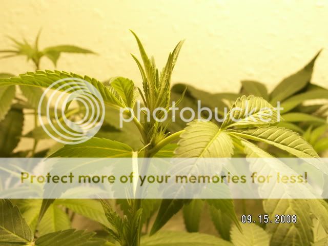 PICT0449.jpg