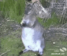 Kangaroo-Gif-kangaroos-26334833-272-225.gif